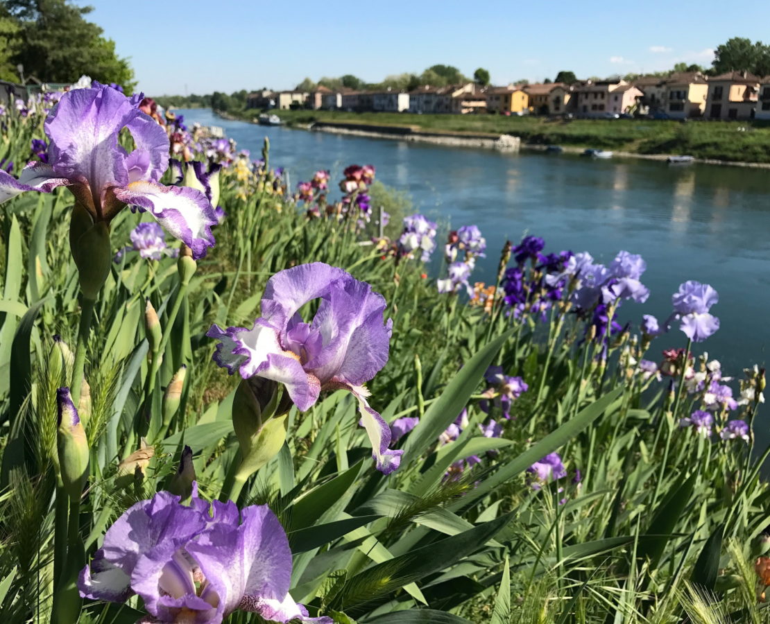 Iris flow