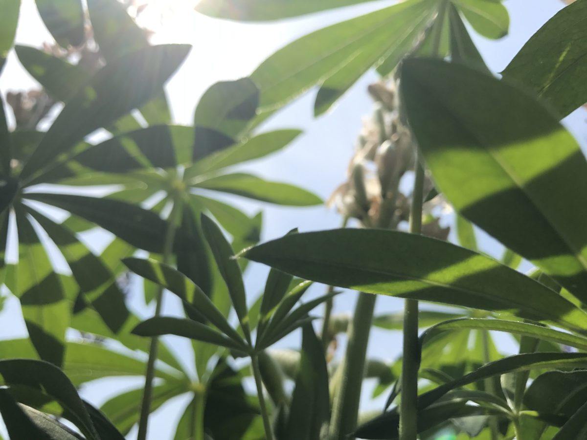 pua lupini cielo
