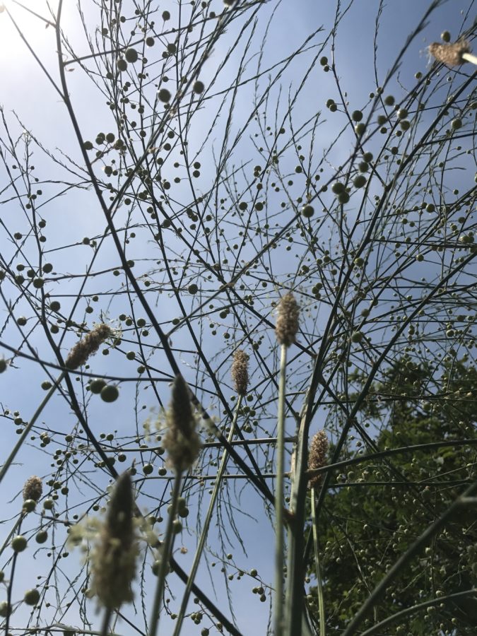 pua albero palline