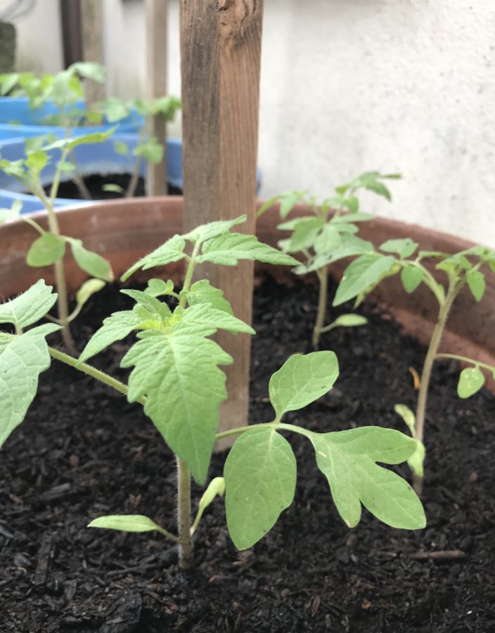 pomi oro panteschi 35 days