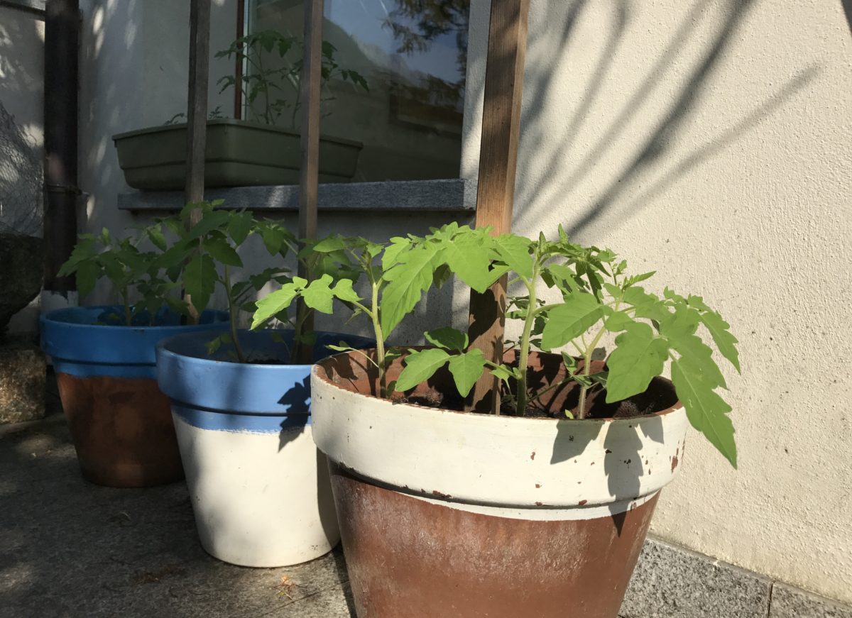 pomi oro panteschi 42 days