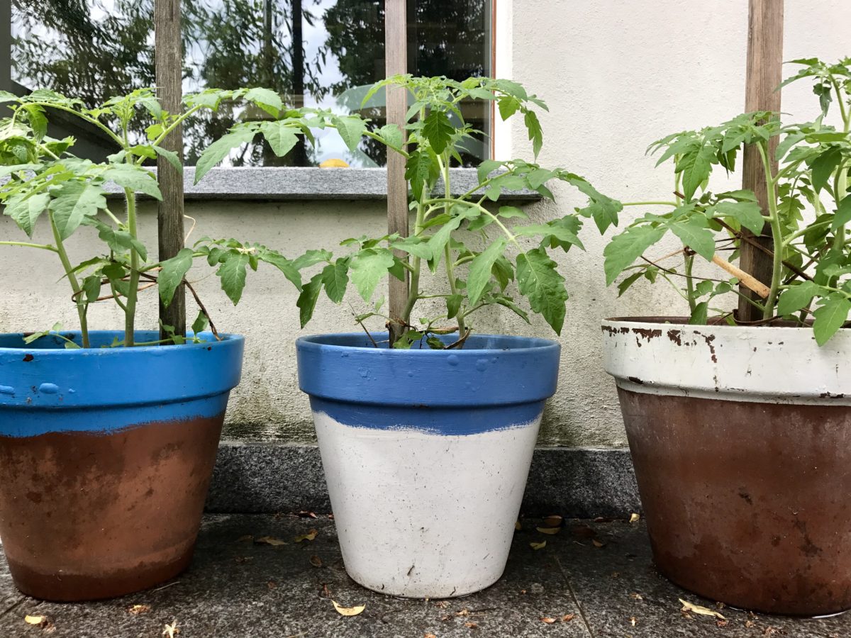 pomi oro panteschi 49 days