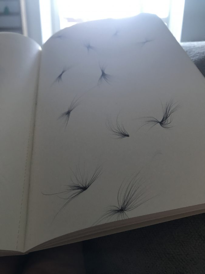 drawing flying seeds