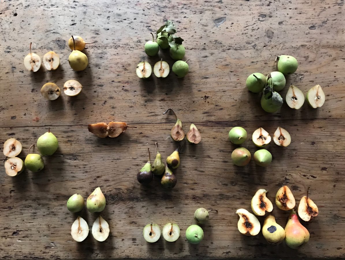 pere trecchina aperte