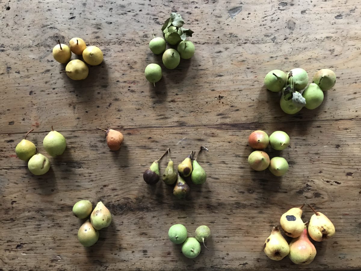 pere trecchina