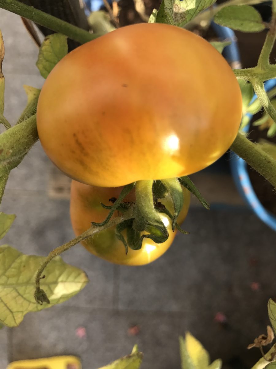 Pomi oro panteschi 105 days