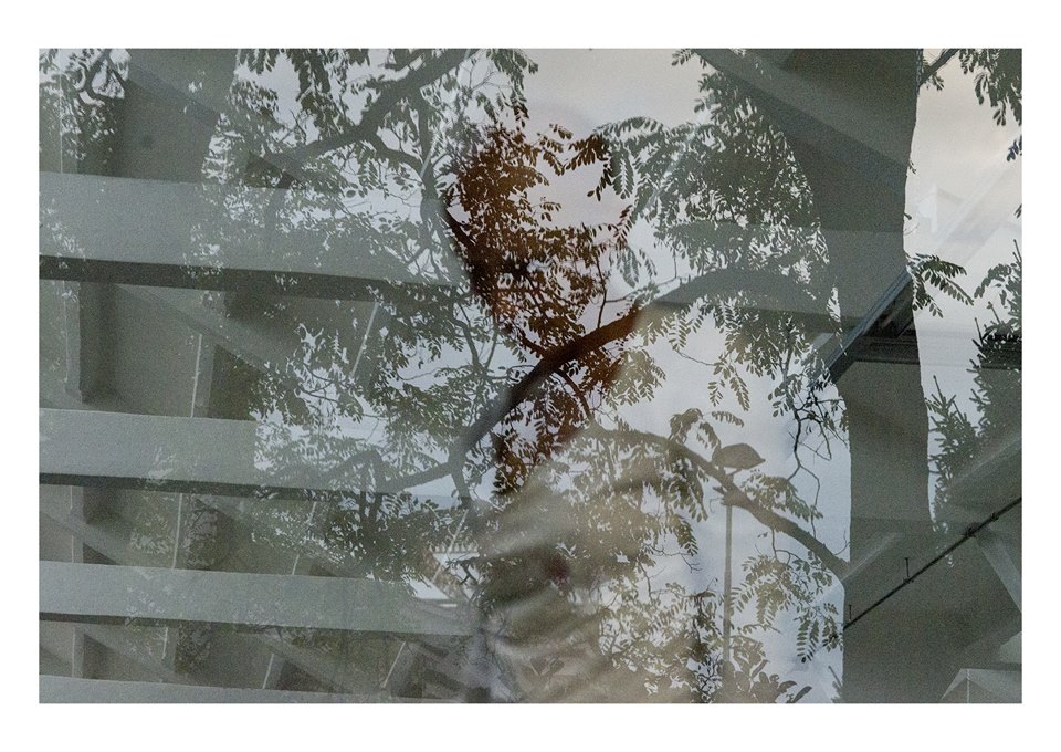 Schio shed alberi
